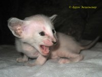Петерболд фото: Котята петерболды 2011