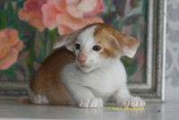 Котята питомника Аурум Эксцельсиор