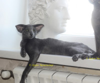 OrRitca Enisei Rash (кот / male)