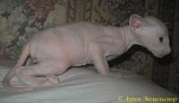 Петерболд фото: Котята петерболды 2009