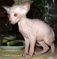 Петерболд фото: Котята петерболды 2006